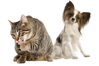 Antiparazitika-pro-psy-blecha-svedeni